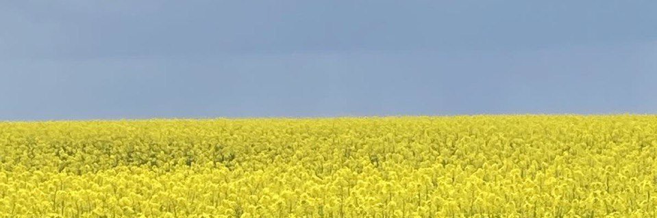 бджола bee banner
