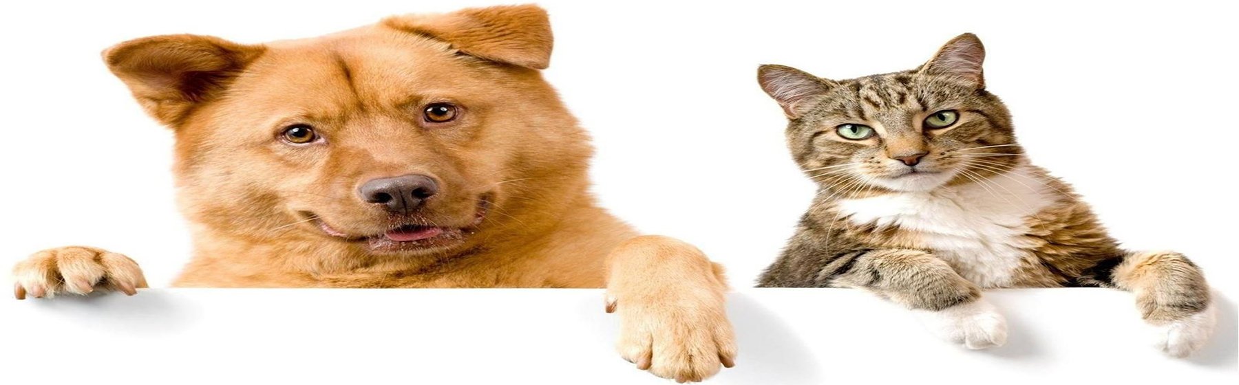 ePetID's profile banner image