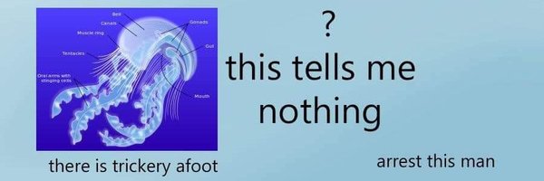 CamCuttlefish Profile Banner