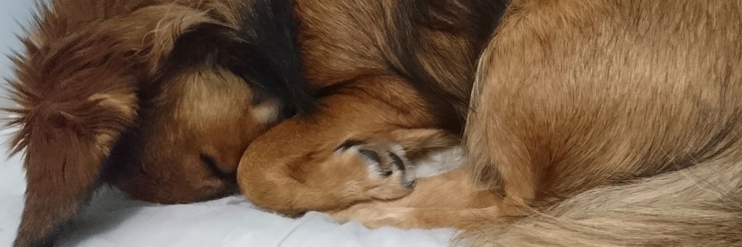 amylaraman's profile banner image