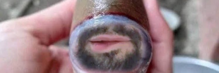 poptartsivan's profile banner image