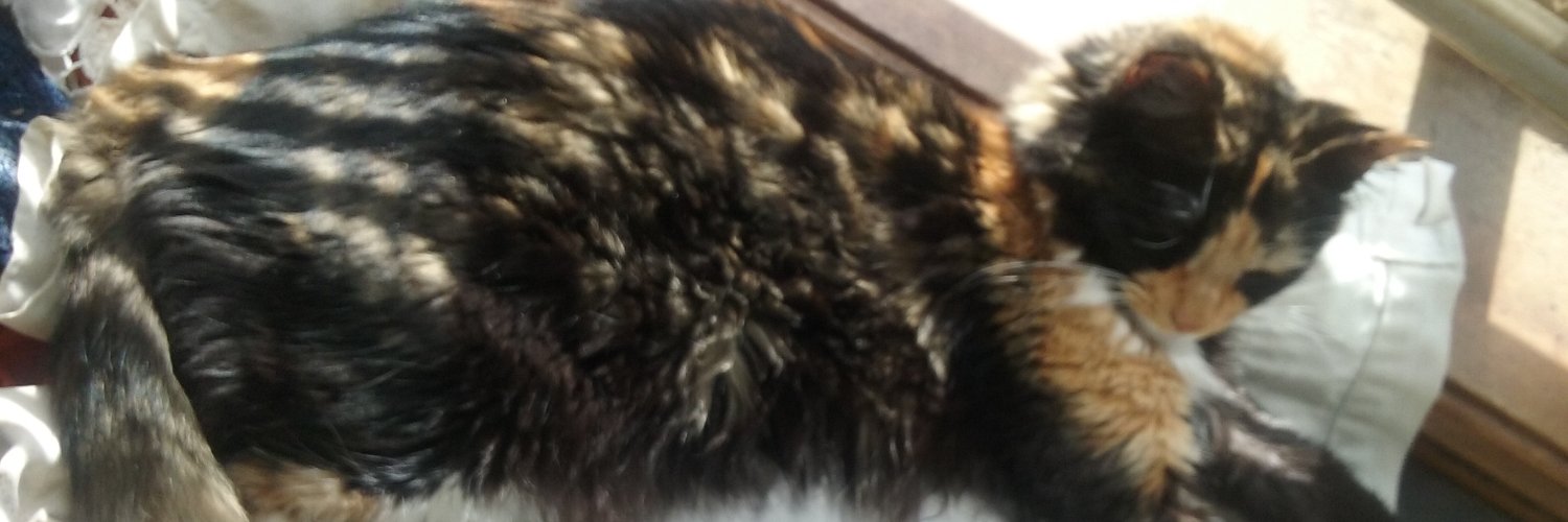 pedrocruzadopt's profile banner image