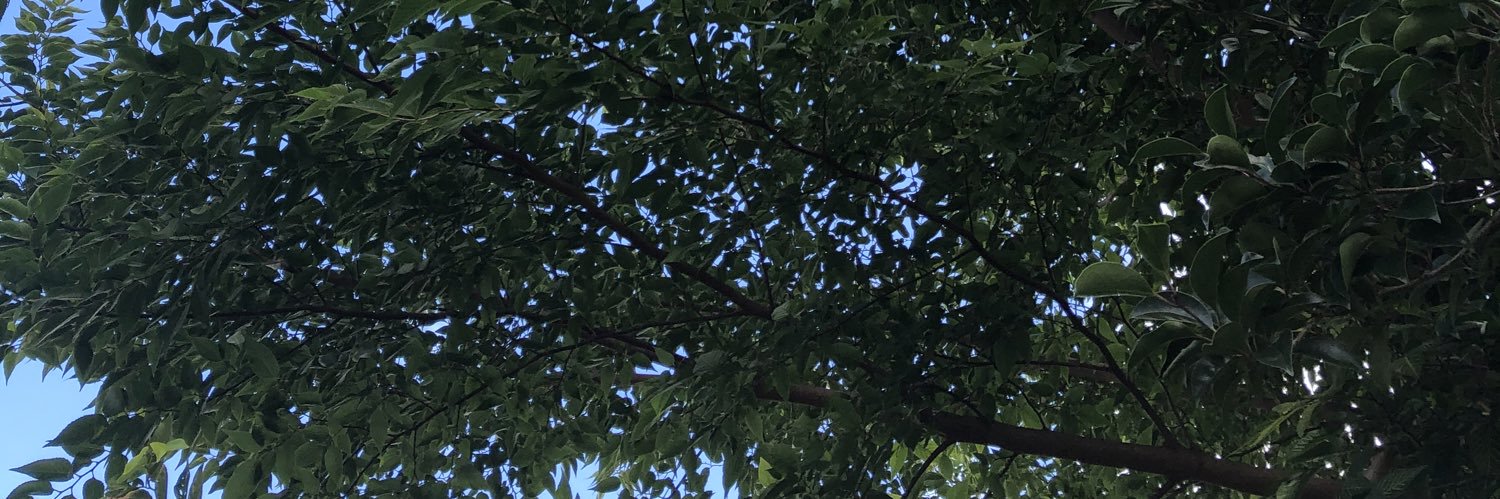 wildfi's profile banner image