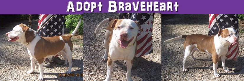 ForgottenDogs5W's profile banner image