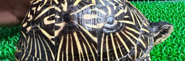 rfc2022_nobu Profile Banner