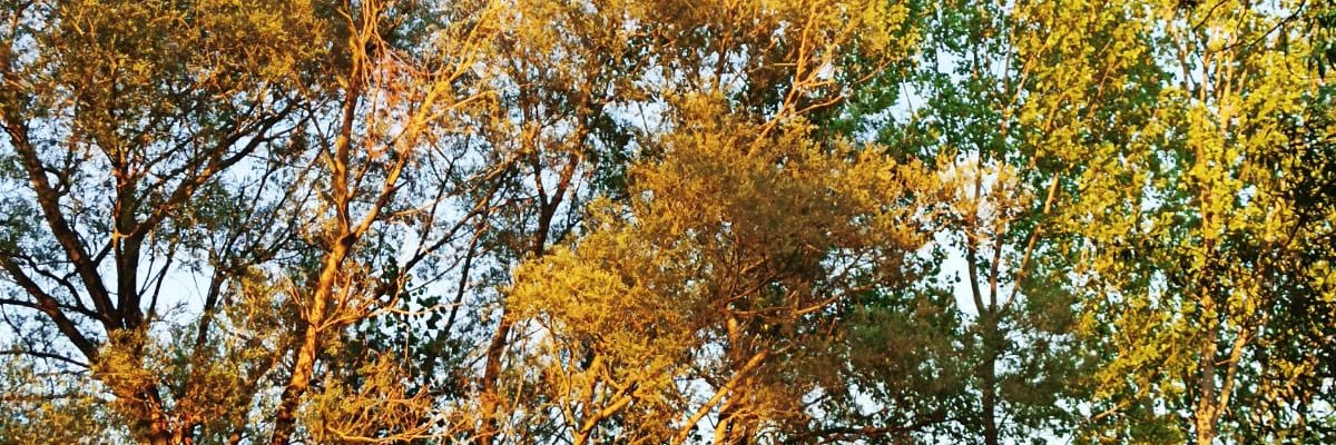 rumssaglam's profile banner image