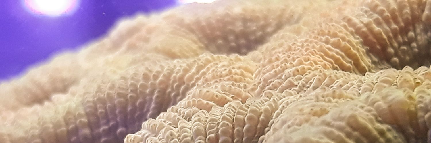 Fluvio Modolon banner