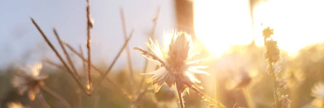 MeleAltAlvrz's profile banner image
