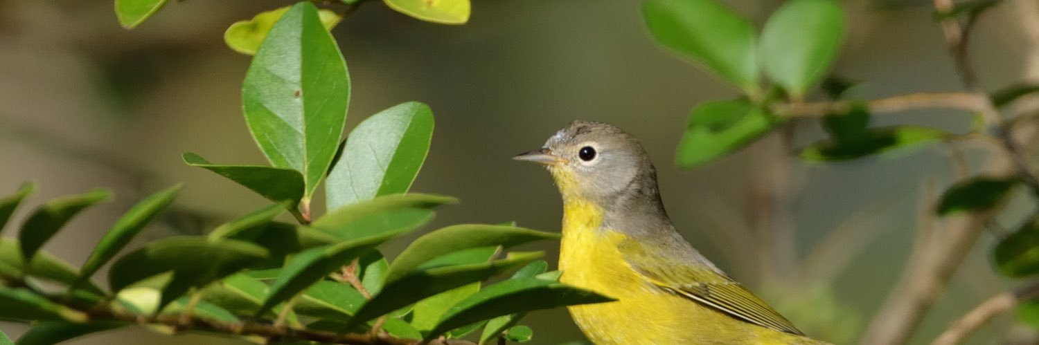 Tennessee Bird Guy's banner
