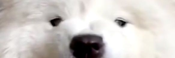 T banner