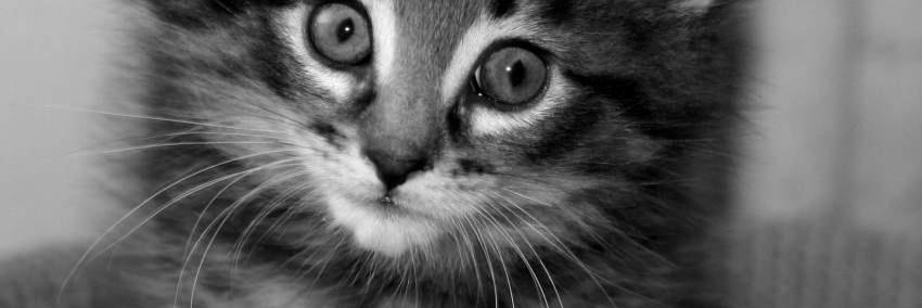 ObjectivistCat's profile banner image