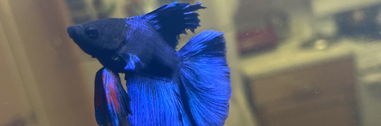 AlxParra's profile banner image