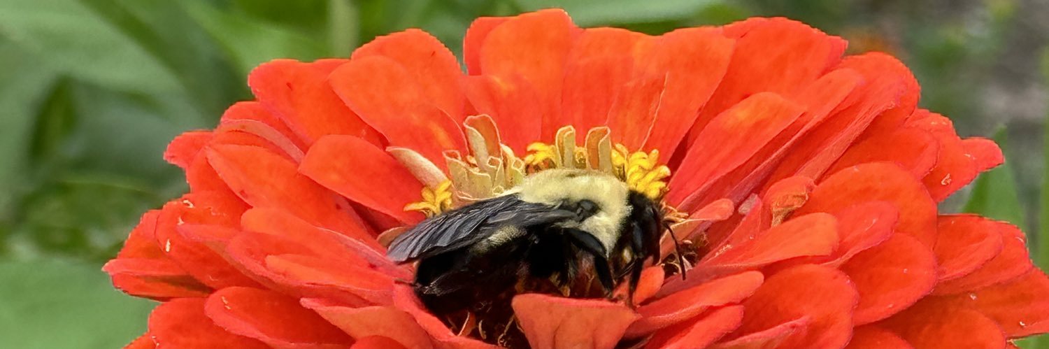 Hannah Petronek 🍄🌳 banner