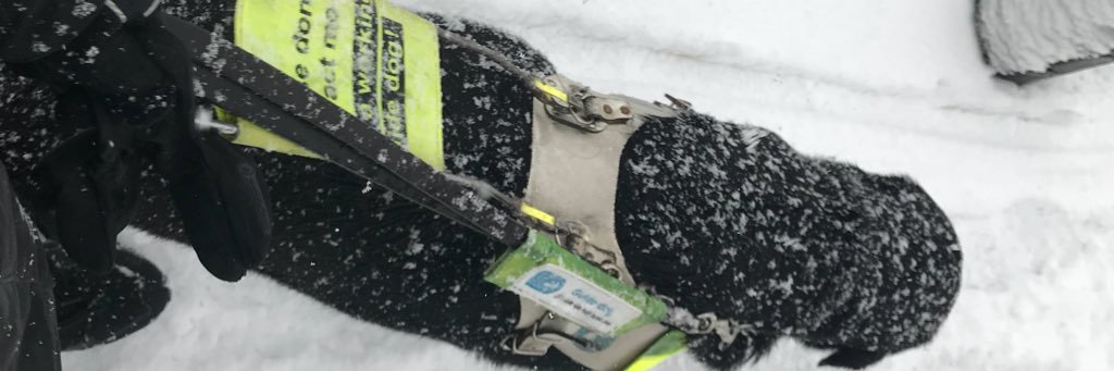 Guide Dogs Stevenage banner