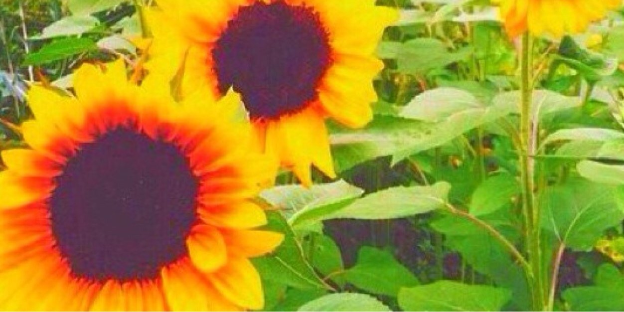 hanleevau's profile banner image