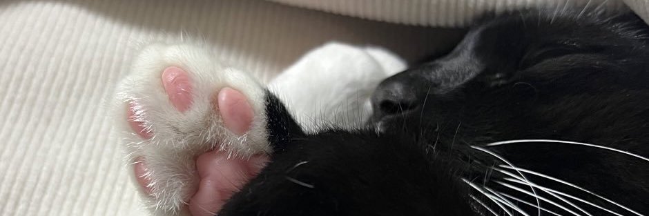 🤍올리와 가족찾는 힝코🖤 banner