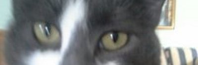 Snow4Gaming's profile banner image