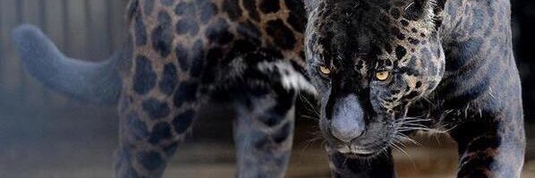 _j_essien_'s profile banner image