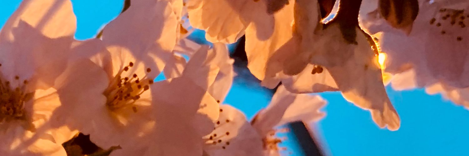 PwjShonan's profile banner image