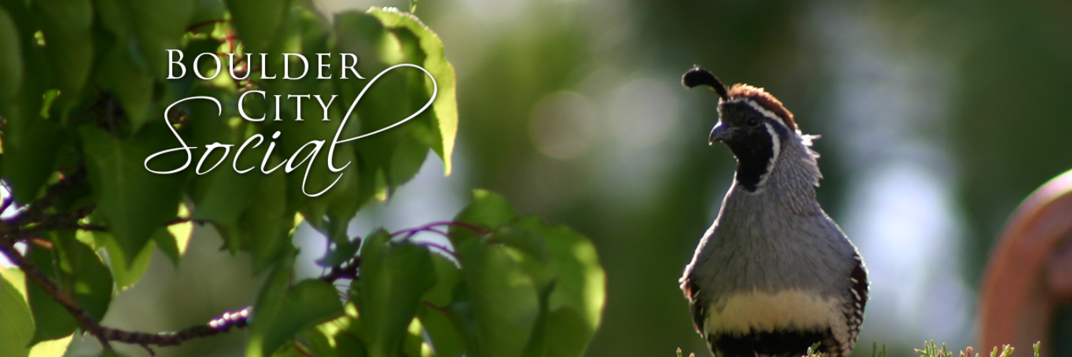 Boulder City Social banner
