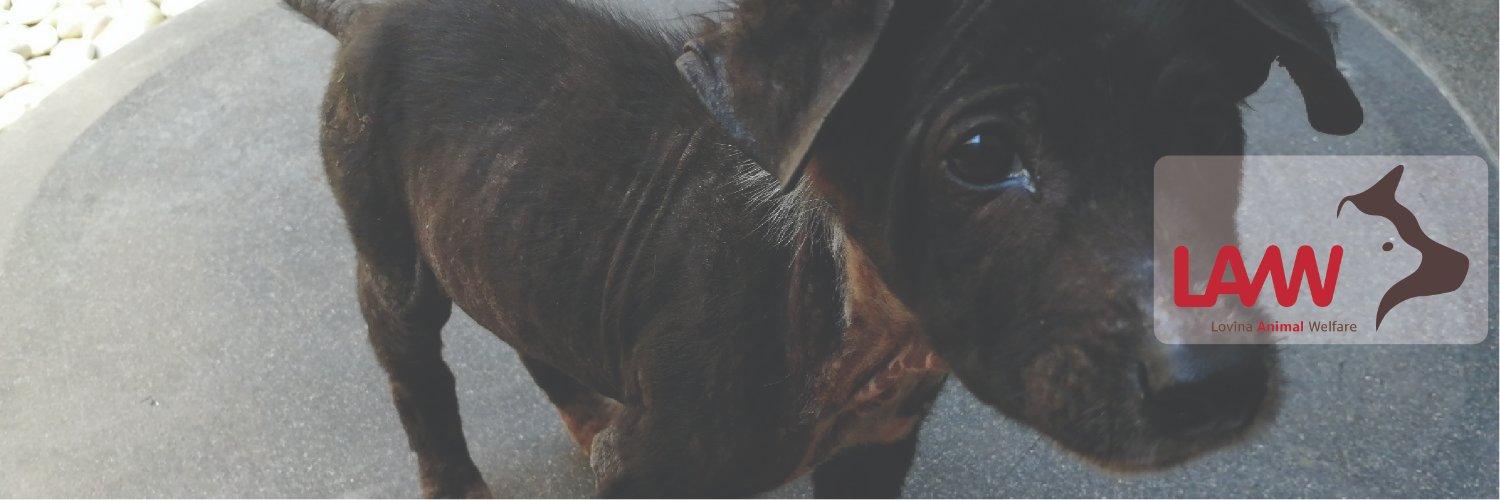 Lovina Animal Welfare's banner