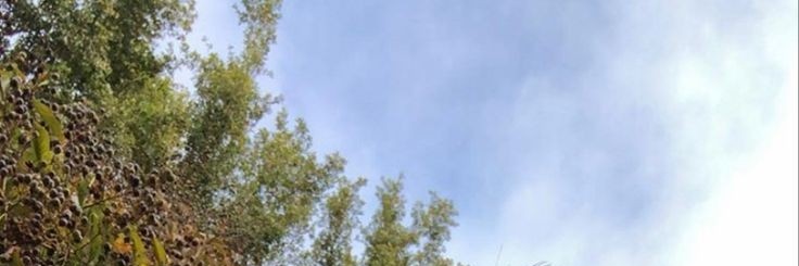 zhseoi's profile banner image