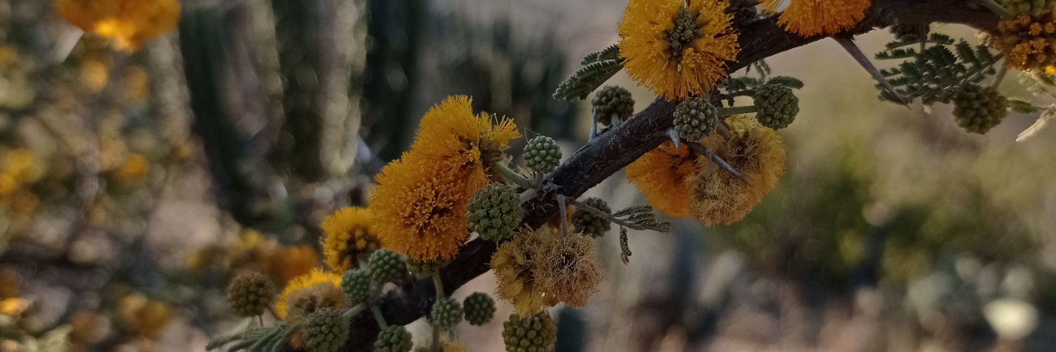 Roger Sanchez banner