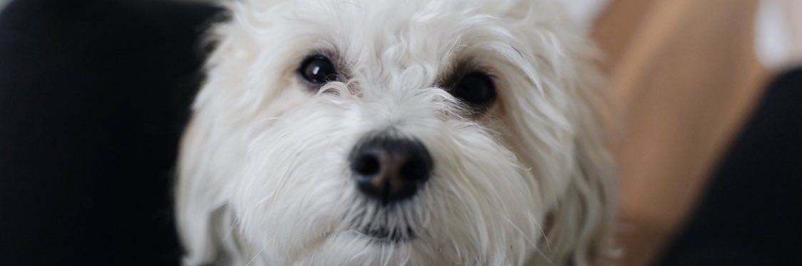 Jamie Paige banner