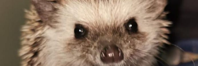 ilyFideo's profile banner image