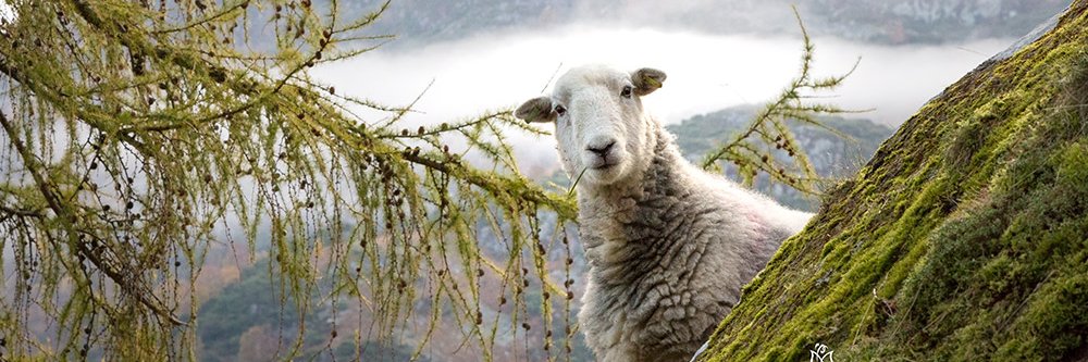 Phil Raynolds banner