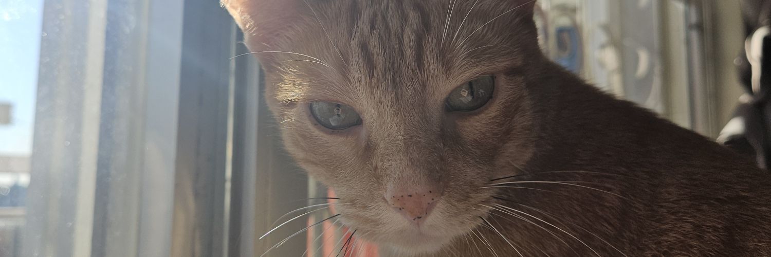 pedrowakulicz's profile banner image
