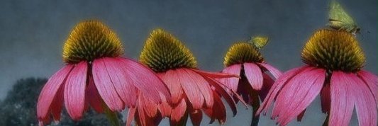 andante banner