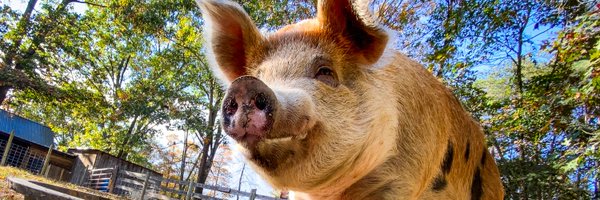 Piggins and Banks: Pig and Animal Sanctuary Profile Banner