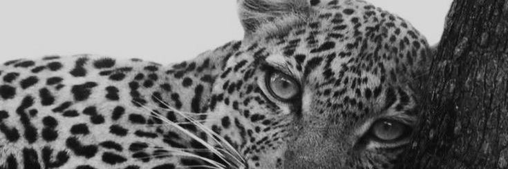 Ana banner