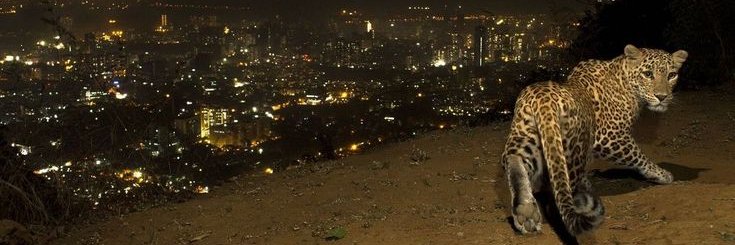 mr need that money banner