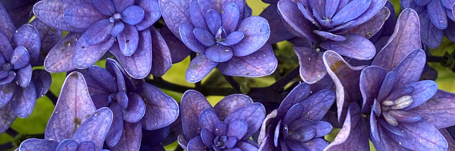 د. محمد باصرّة banner