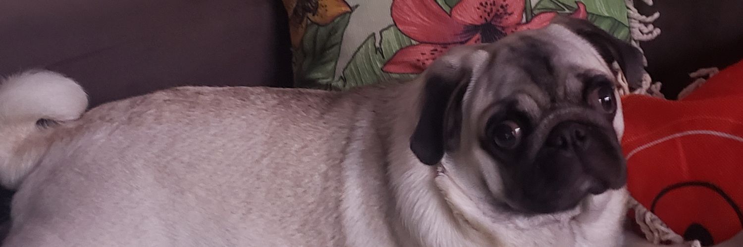 AlcirEdna's profile banner image