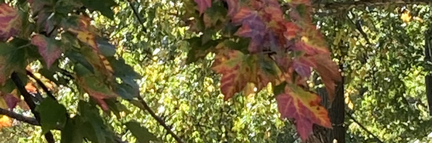 Kristi Ferguson banner