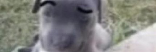 xzulf Profile Banner