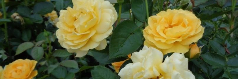 MrsSRaynes's profile banner image