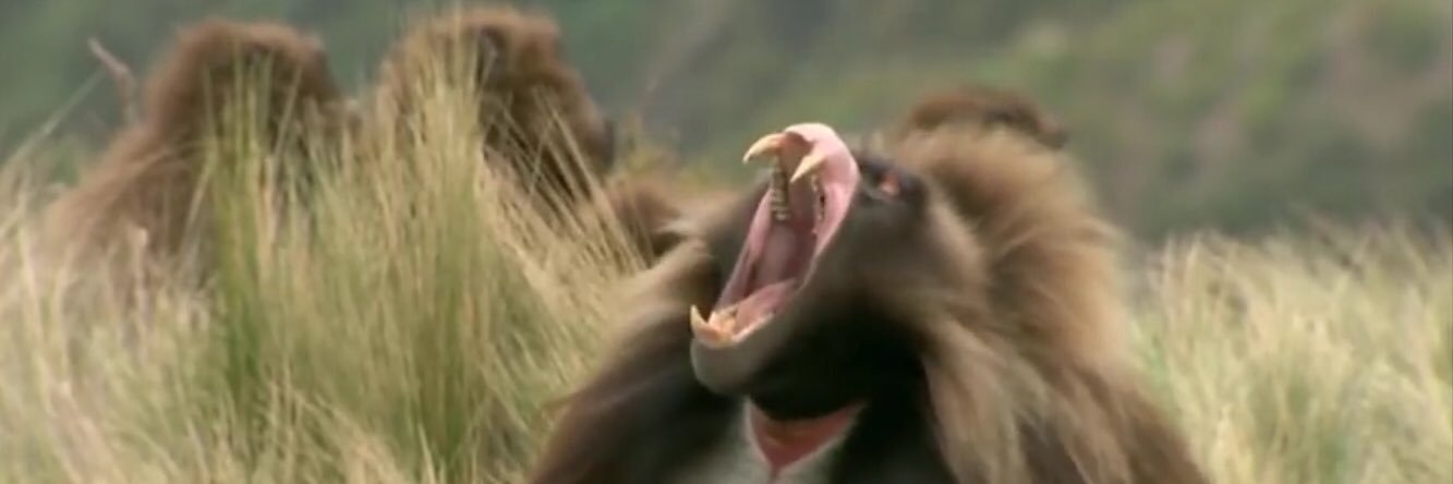 respectfulhuman's profile banner image