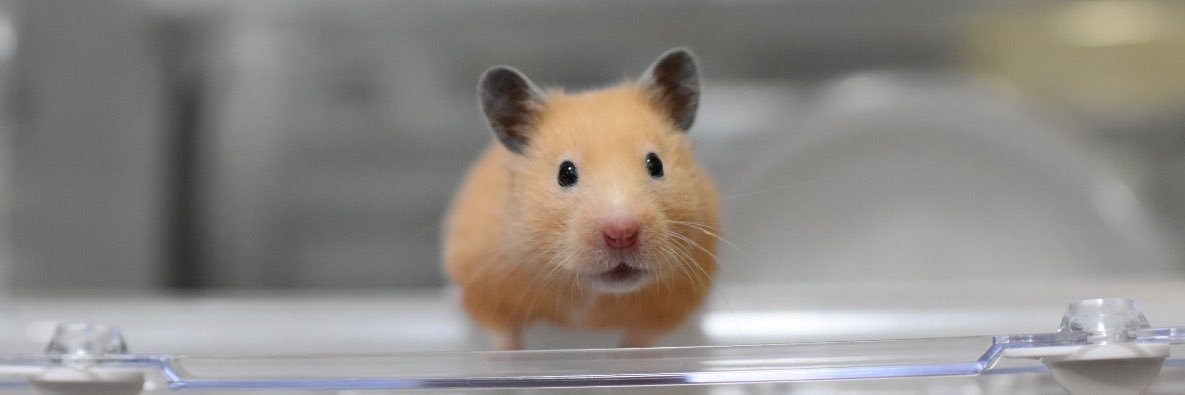 ねずこ🐹❤️ビビ🐹💛ｷﾝｸﾏﾊﾑｽﾀｰ banner