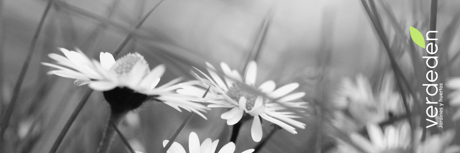 verdeden's profile banner image