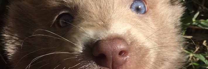 majotesoniero's profile banner image