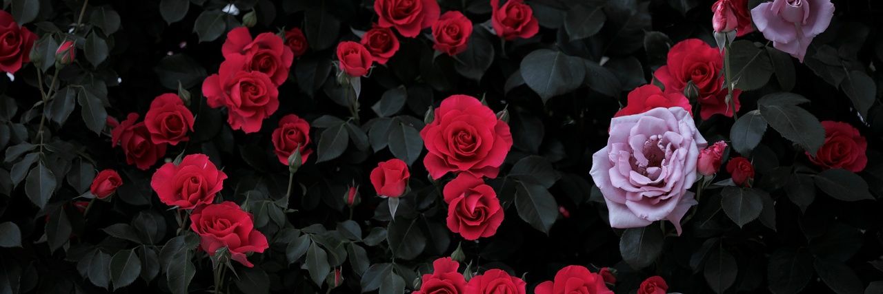 ภูริ||○● banner
