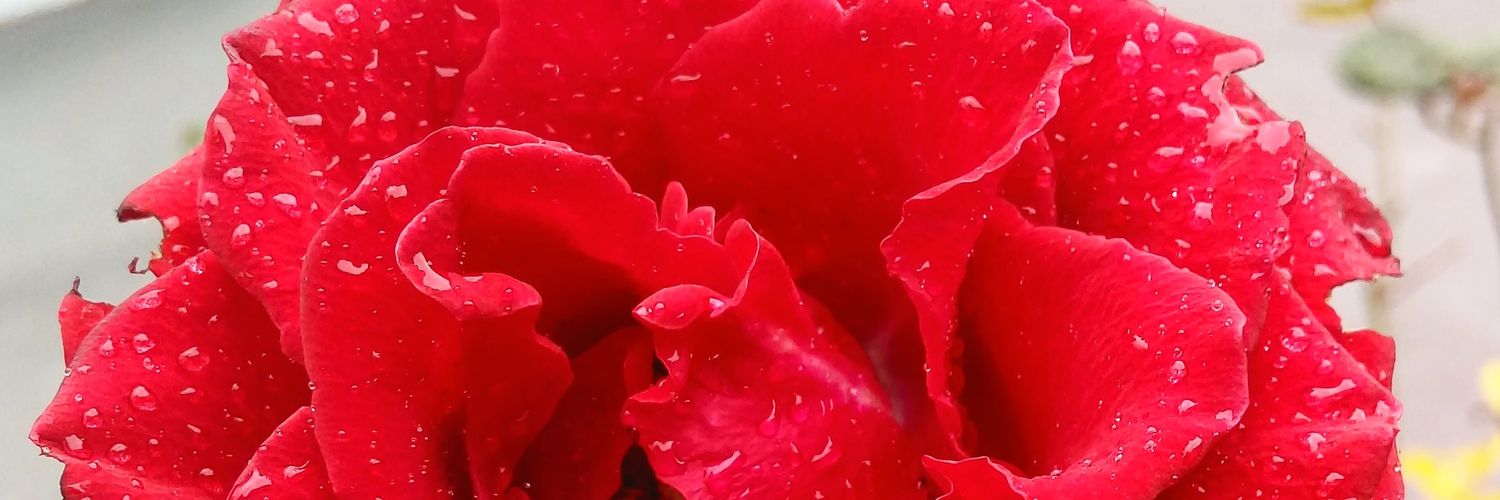 Amanda Ribamar banner