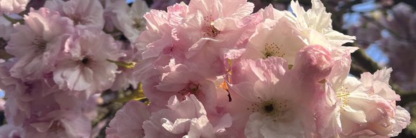 almut_neumann Profile Banner