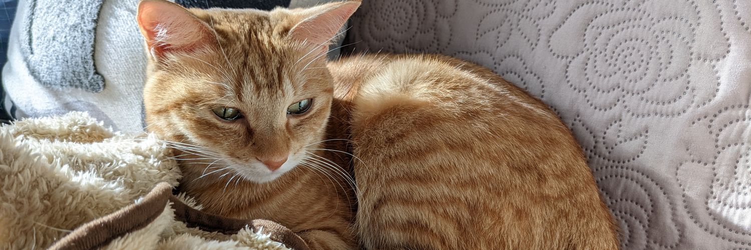 🐱那智姫🐱 banner