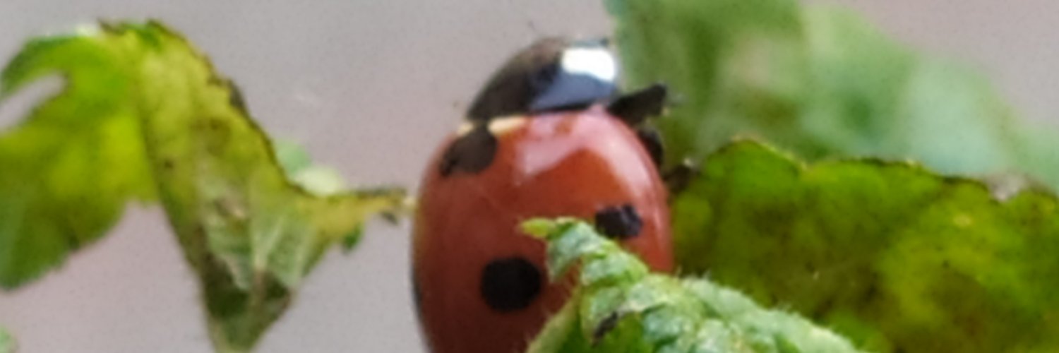 Xdeso's profile banner image