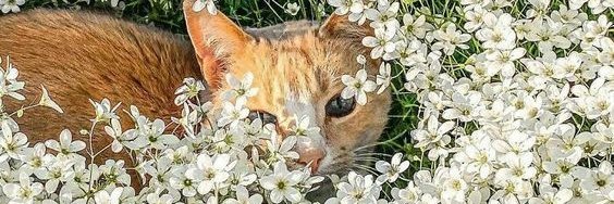 reallybruwh🔞 banner